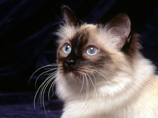 欧斯亚史烈斯猫
