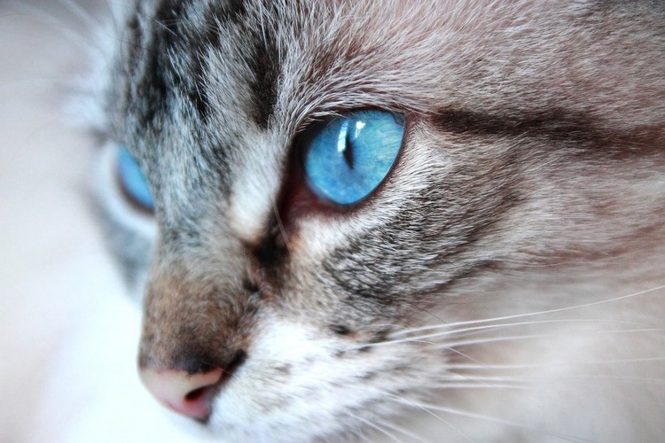 欧斯亚史烈斯猫