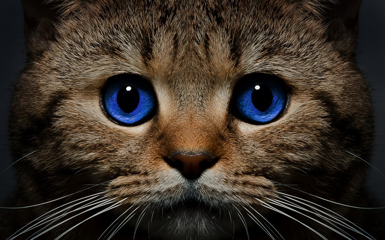 欧斯亚史烈斯猫
