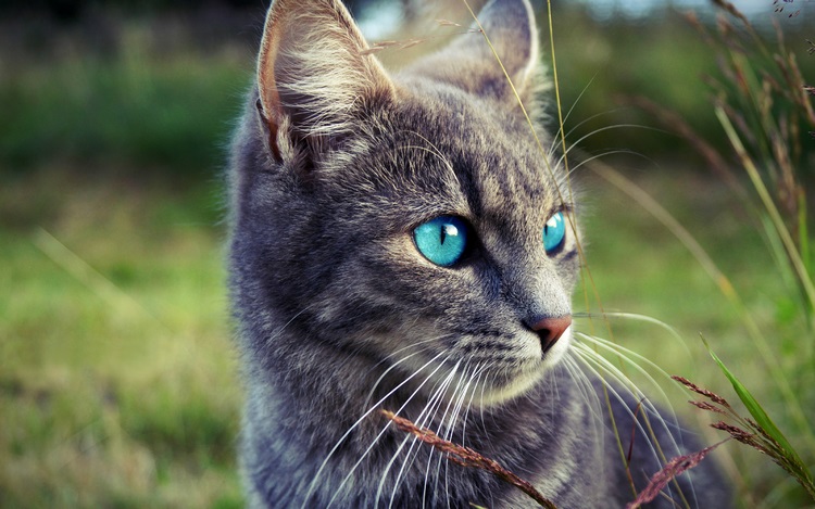 欧斯亚史烈斯猫