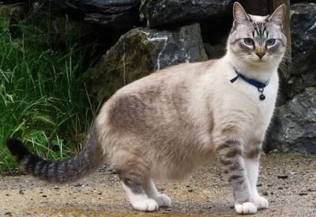 欧斯亚史烈斯猫