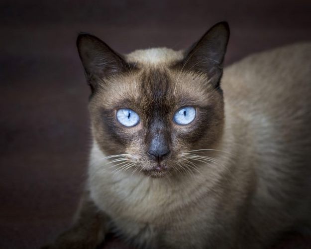 欧斯亚史烈斯猫