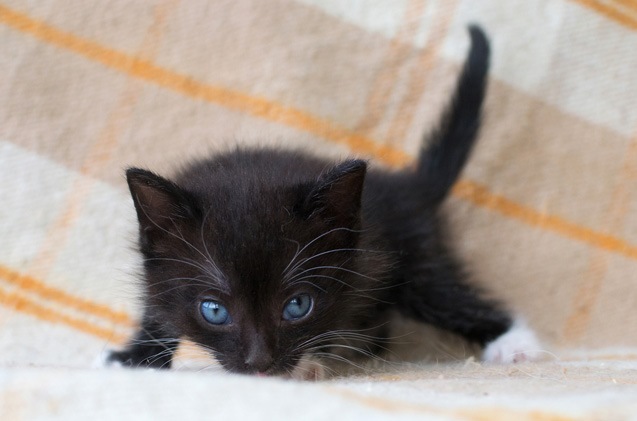 欧斯亚史烈斯猫