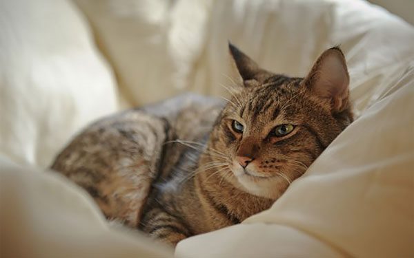 欧西猫