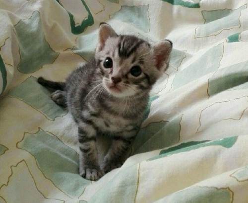 欧西猫