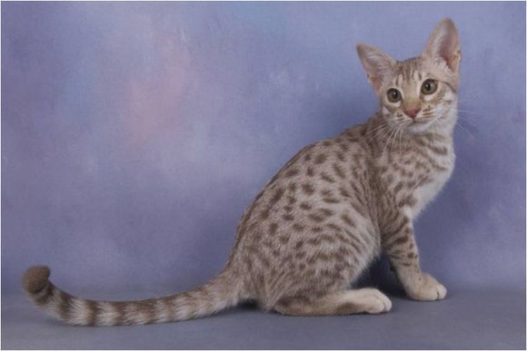 欧西猫