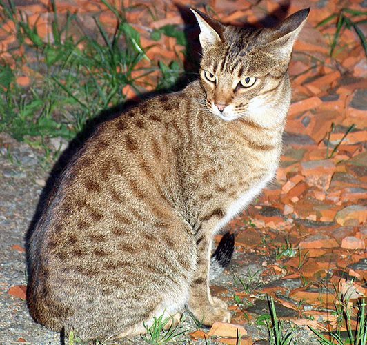 欧西猫