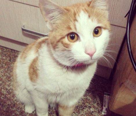 日本截尾猫