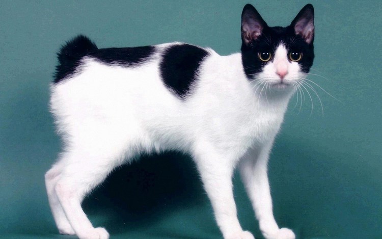 日本短尾猫