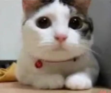 日本短尾猫