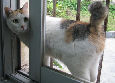 日本短尾猫