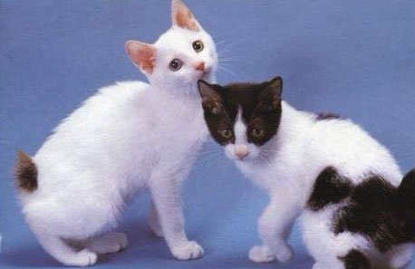 日本短尾猫