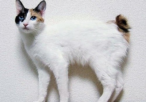 日本短尾猫