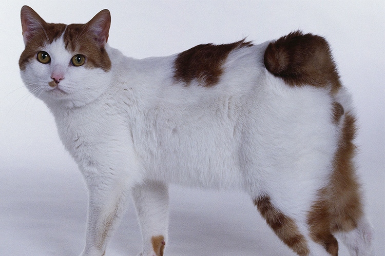 日本短尾猫