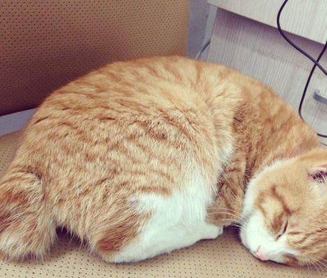 日本短尾猫
