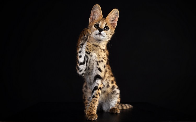 薮猫