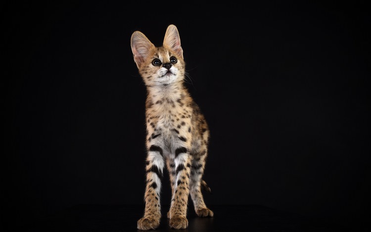 薮猫