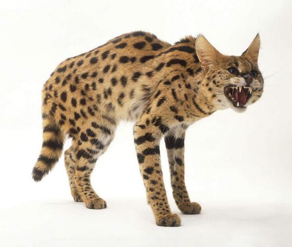 薮猫