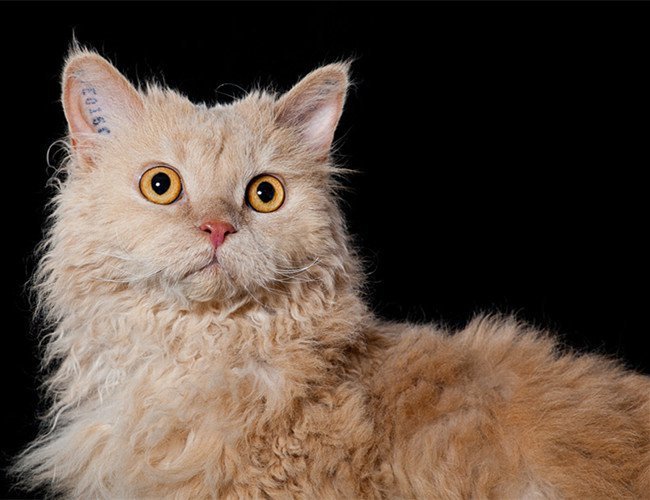 塞尔特猫