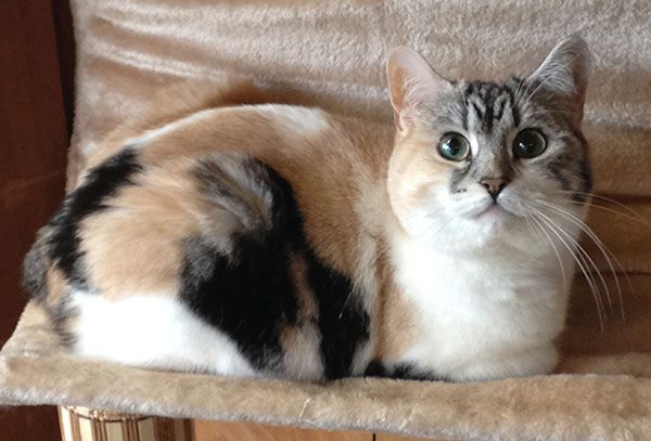 塞尔特猫
