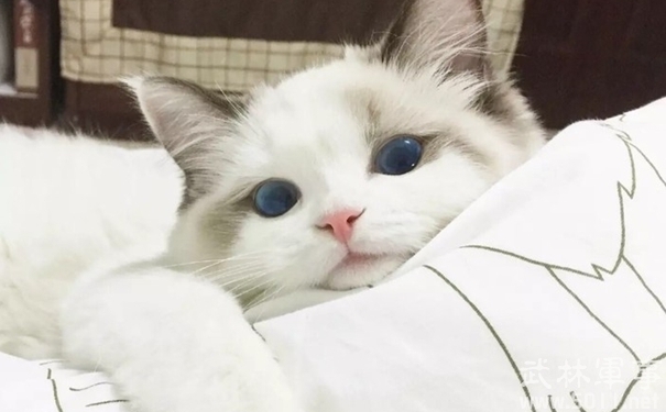 塞尔特猫
