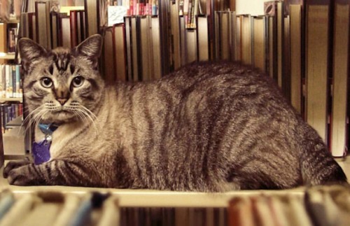 塞尔特猫