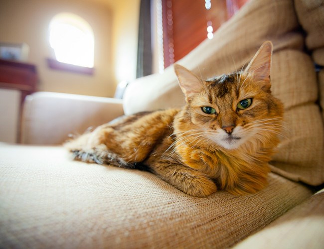 索马里猫