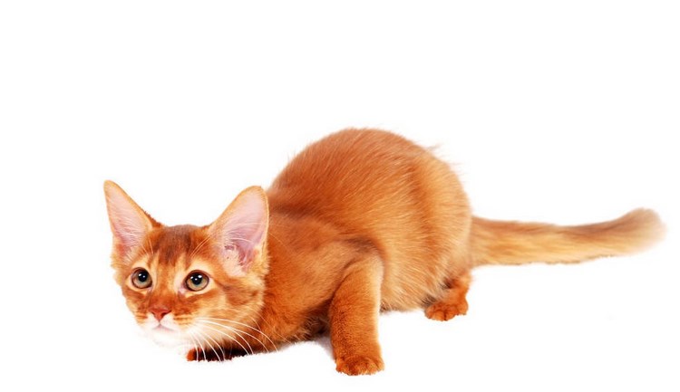 索马里猫