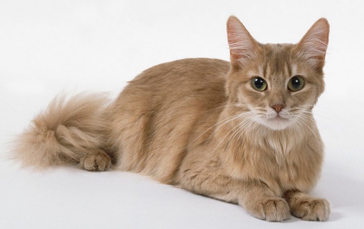 索马里猫