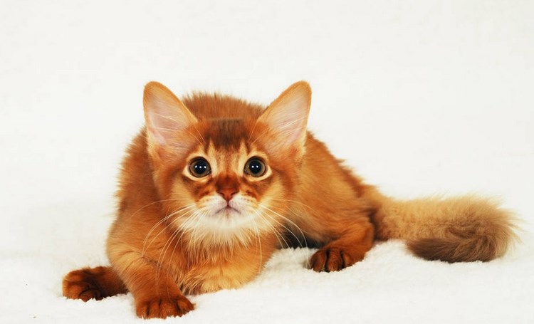 索马里猫