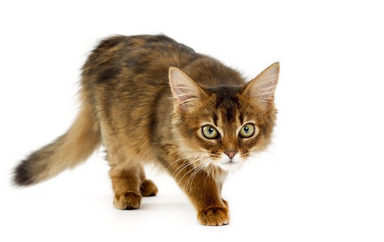 索马里猫