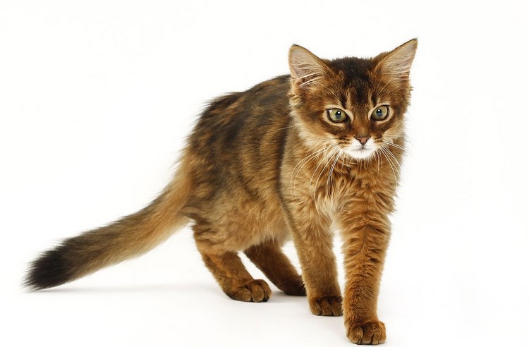 索马里猫