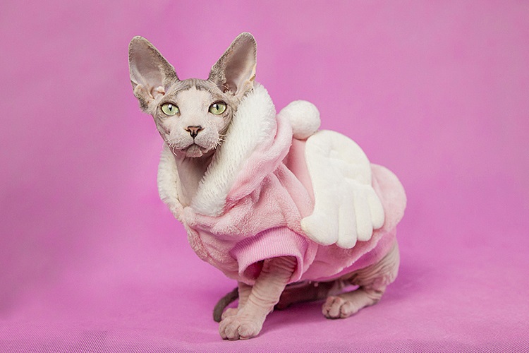 斯芬克斯猫