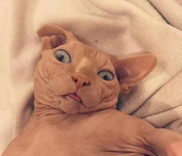 斯芬克斯猫