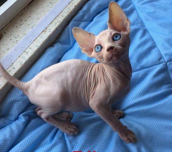 斯芬克斯猫