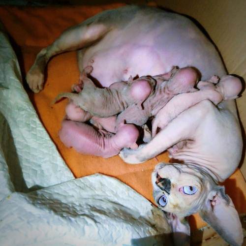 斯芬克斯猫