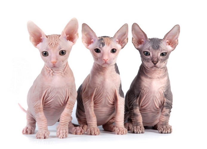 斯芬克斯猫