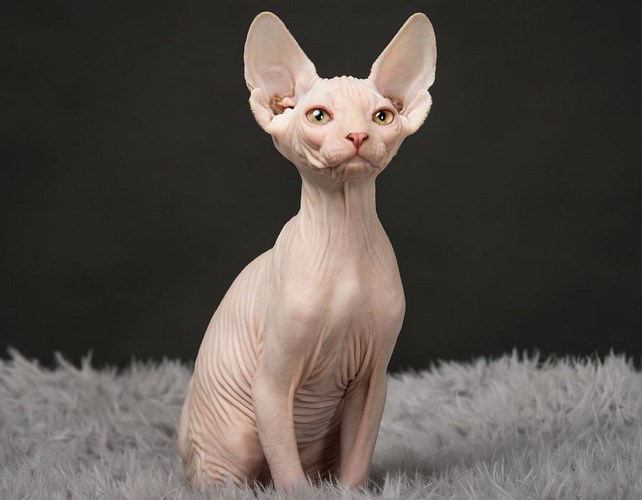 斯芬克斯猫