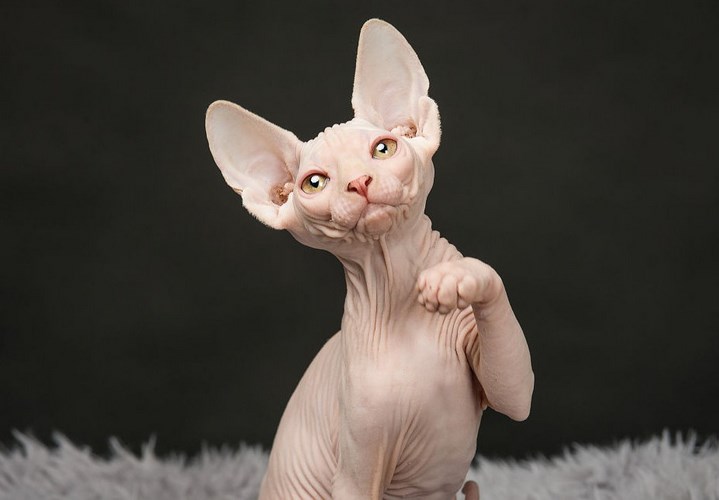 斯芬克斯猫