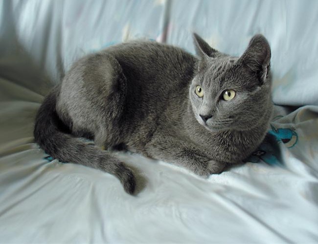 沙特尔猫
