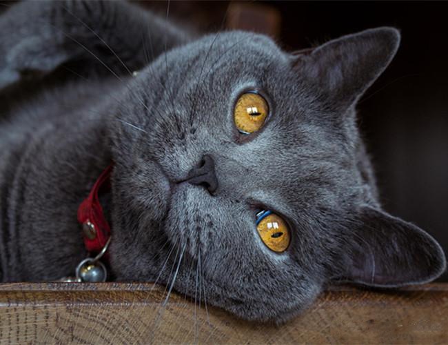 沙特尔猫
