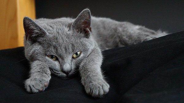 沙特尔猫