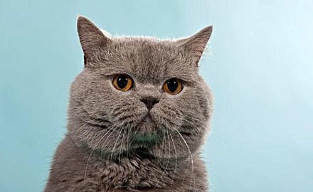 沙特尔猫