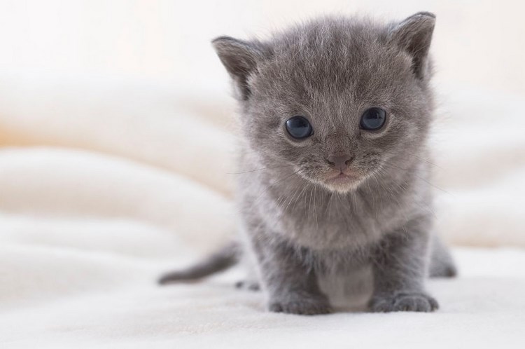沙特尔猫