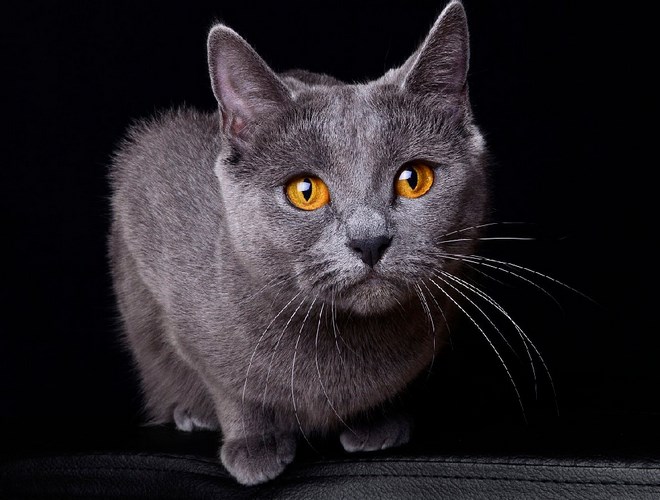 沙特尔猫