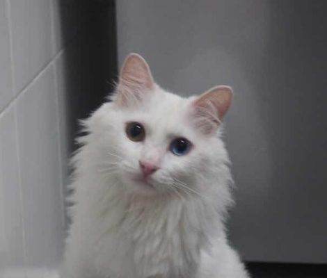 山东狮子猫
