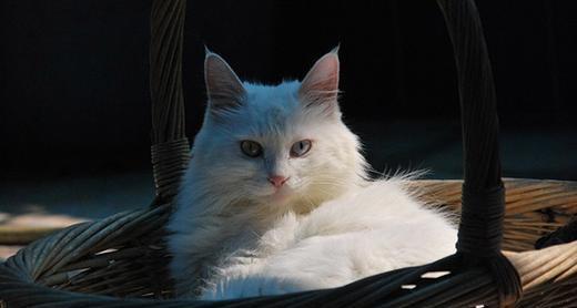 山东狮子猫
