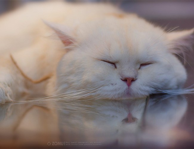 山东狮子猫