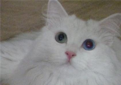 山东狮子猫