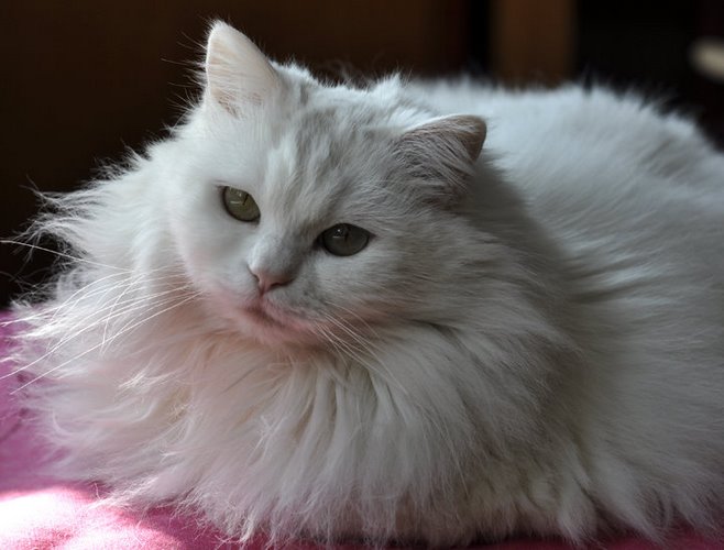 山东狮子猫